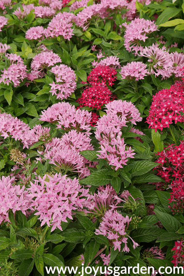 14 Colorful Summer Annuals for the Full Sun close up of pink & deep rose PENTA annuals for the full sun