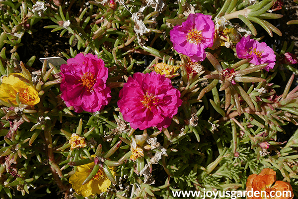 14 Colorful Summer Annuals for the Full Sun close up of yellow & pink PORTULACA annuals for the full sun