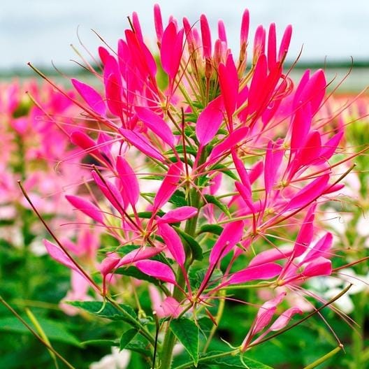 14 Colorful Summer Annuals for the Full Sun close up of hot pink cleome flower