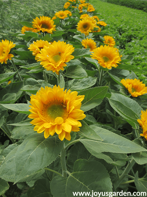 14 Colorful Summer Annuals for the Full Sun a row of tall yellow sunflowers in a field