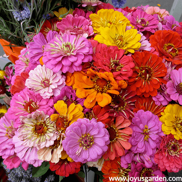 14 Colorful Summer Annuals For The Full Sun a bouquet of pink, orange, yellow & red zinnias