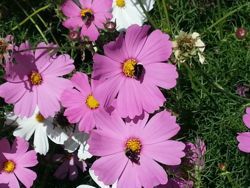 Каталог однолетних цветов с фото