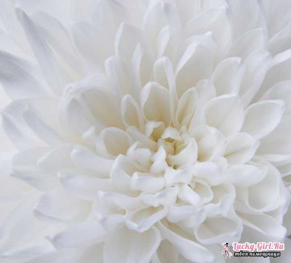 Цветы Белого Цвета Названия И Фото