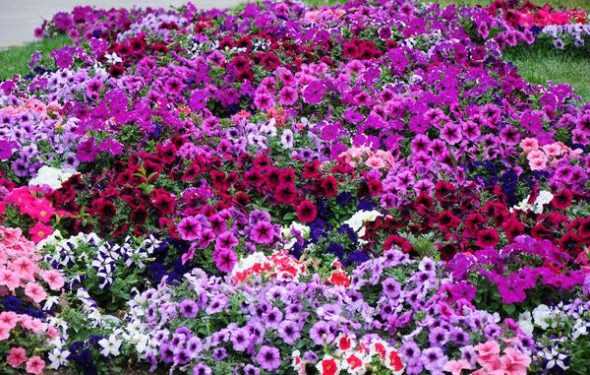 Долгоцветущие Цветы Для Дачи С Фото