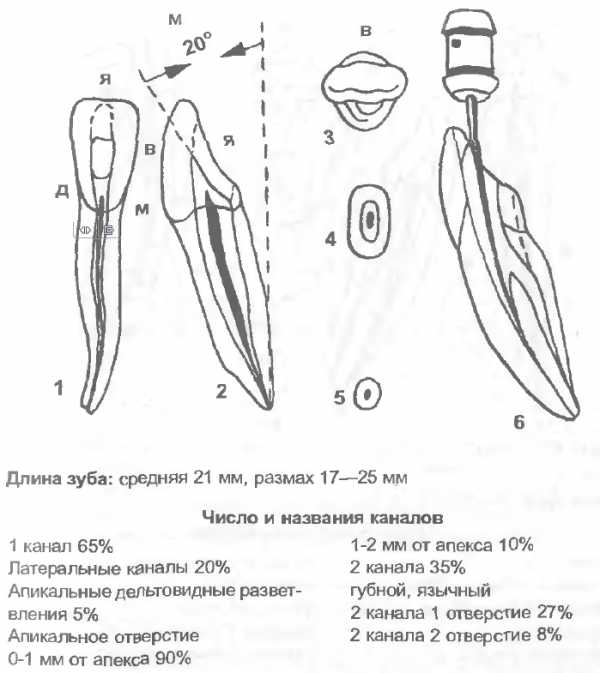 Анатомия резцов. Анатомия резцов ниднейичеллюсти. Латеральный резец нижней челюсти анатомия. Нижний латеральный резец анатомия. Боковой резец нижней челюсти анатомия.