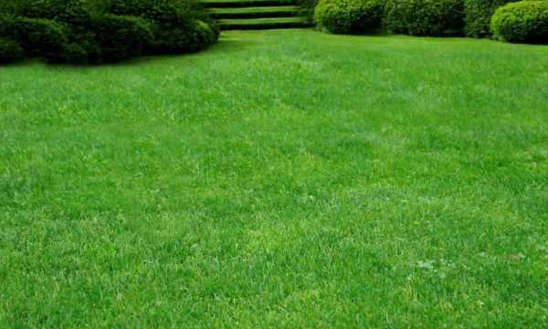 Газонная трава способ посадки. Как сделать газон: виды, подготовка, посадка, уход