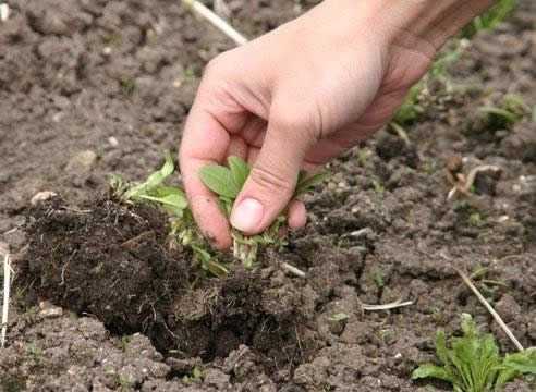 Газонная трава способ посадки. Как сделать газон: виды, подготовка, посадка, уход