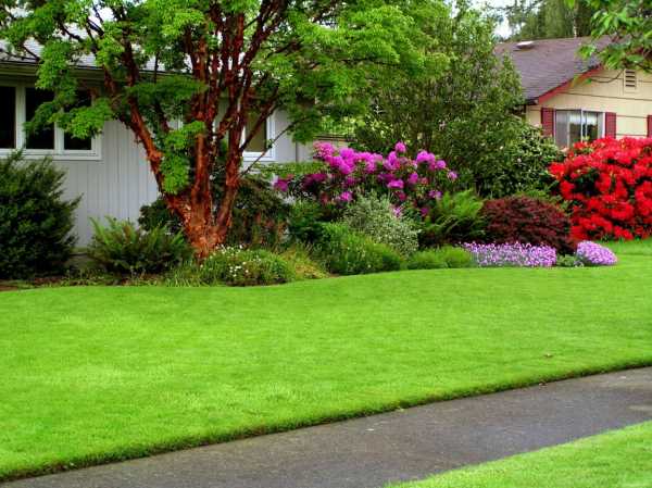 Можно ли сажать газонную траву. Когда и как правильно сажать газон на даче? В наших климатических условиях часто сажают