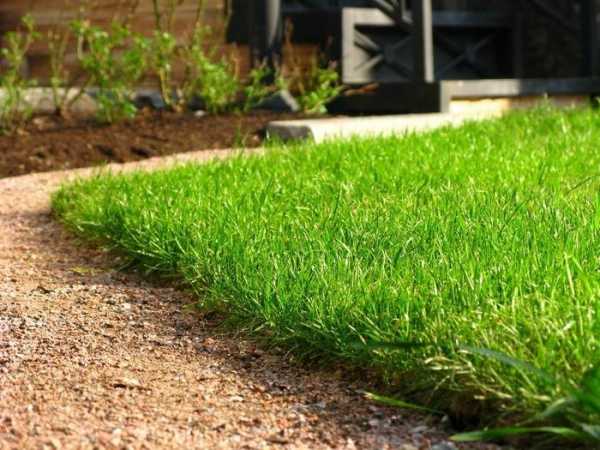 Можно ли сажать газонную траву. Когда и как правильно сажать газон на даче? В наших климатических условиях часто сажают