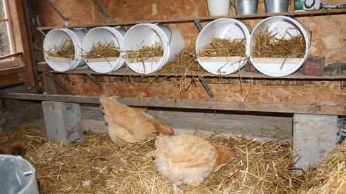 Гнезда для кур несушек с яйцесборником своими руками с размерами и чертежами