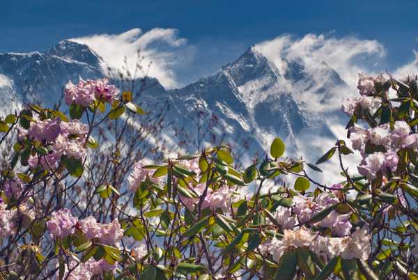 Горные цветы киргизии фото и описание