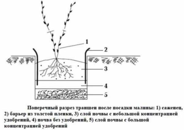 Схема посадки малины в открытом грунте расстояние между рядами и в ряду