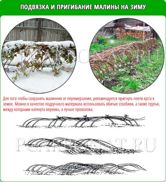 Подготовка малины к зиме. Правильная подвязка малины на зиму. Подвязка малины осенью на зиму. Пригибание малины на зиму. Как подвязать калину на зиму.