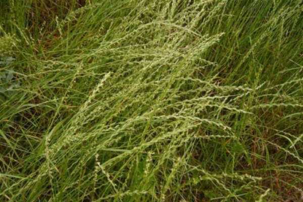 Газонная трава какая бывает название фото