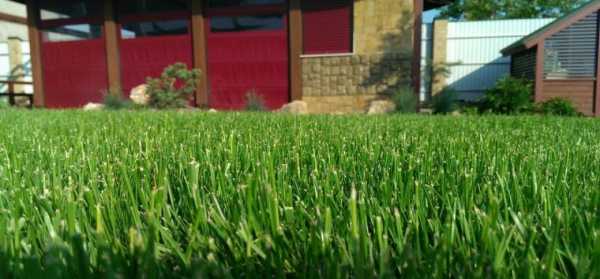 Как правильно посадить газон своими руками – Как сеять газонную траву правильно — пошаговая инструкция с фото и видео