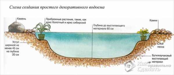 Составьте схему трофической структуры водоема на примере обитателей пруда