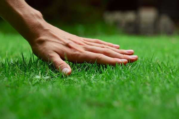 Какой сажать газон – Какой газон лучше посадить на даче, какую траву выбрать?