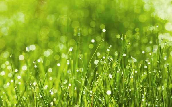 Какой сажать газон – Какой газон лучше посадить на даче, какую траву выбрать?