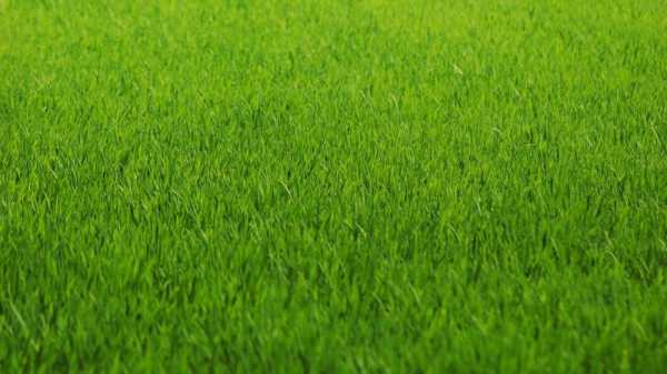Когда сажают газон – когда и как посадить траву для газона