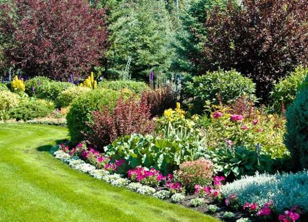 Цветы и кустарники для сада и огорода фото с названиями