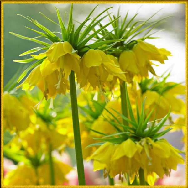 Желтые низкорослые цветы фото