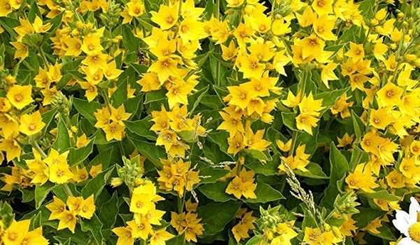 Желтый Цветок Многолетник Фото И Название