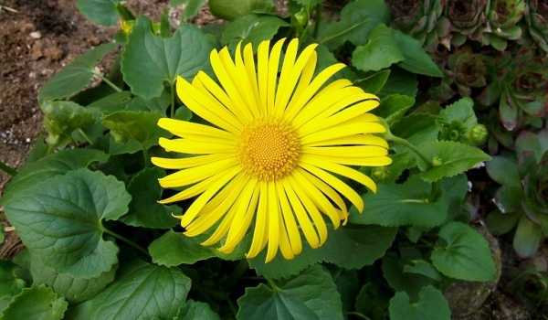 Многолетники желтые цветы – названия и фото, высокие и низкорослые