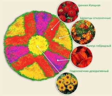 Цветник из однолетников схема