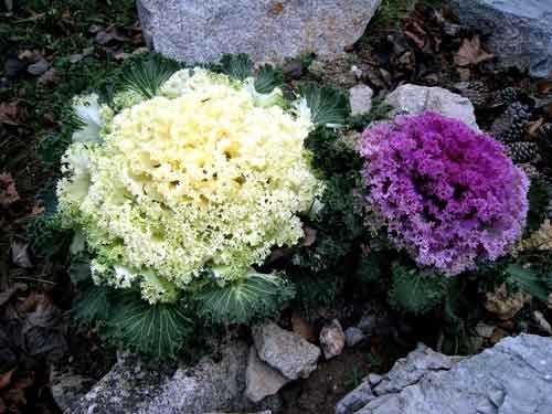 Однолетние цветы для дачи фото с названиями для сибири