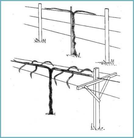 Одноплоскостная шпалера для винограда своими руками чертежи и фото