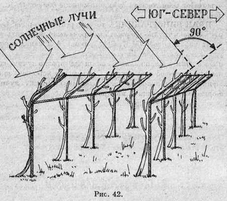 Одноплоскостная шпалера для винограда своими руками чертежи и фото