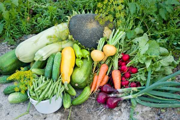 Как правильно распределить овощи на огороде фото