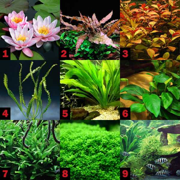 Растения для палюдариума фото с названиями