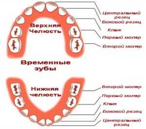 Резцы зубов где находятся фото