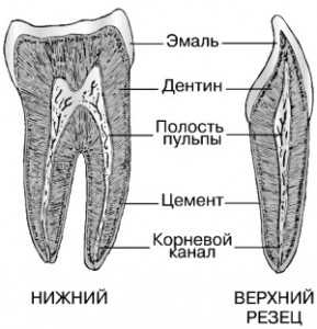 Резцы зубов где находятся фото