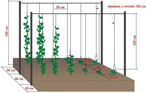 Огурцы на сетке в открытом грунте схема