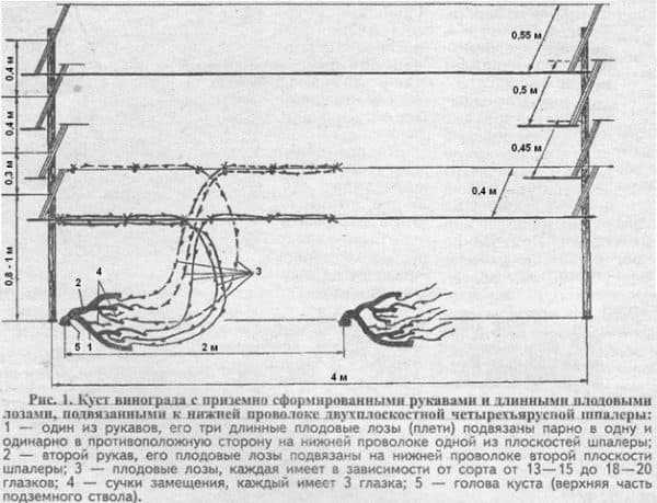 Двойная шпалера для винограда схема