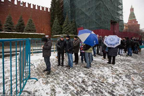 Сталинский цветок фото