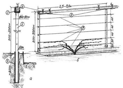 Опоры для винограда схема и размеры фото