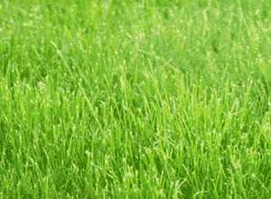 Технология посадки газонной травы – Как сеять газонную траву правильно — пошаговая инструкция с фото и видео
