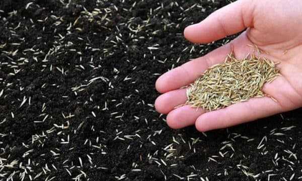 Технология посадки газонной травы – Как сеять газонную траву правильно — пошаговая инструкция с фото и видео
