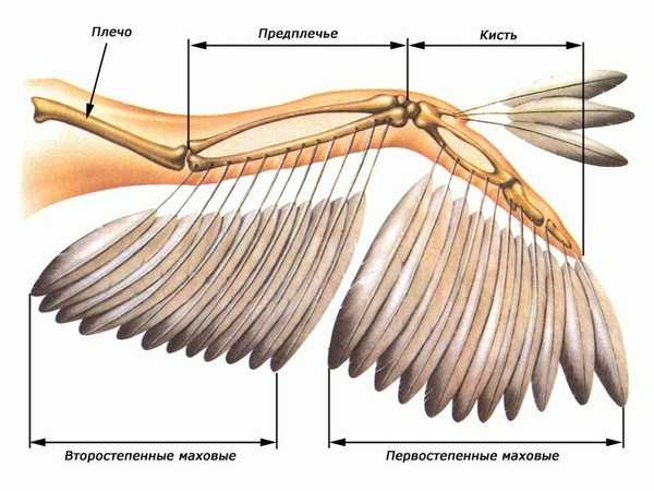 Внутреннее строение курицы фото