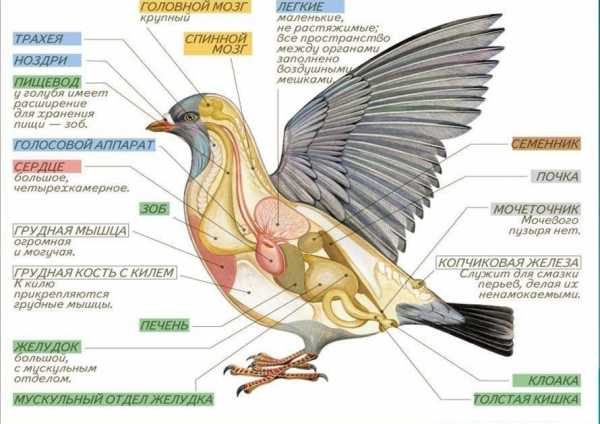 Внутреннее строение курицы фото