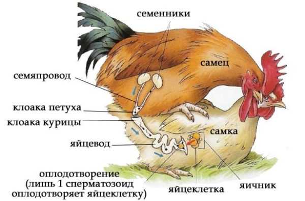 Строение курицы в картинках