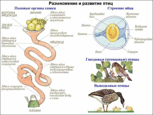 Развитие птиц схема