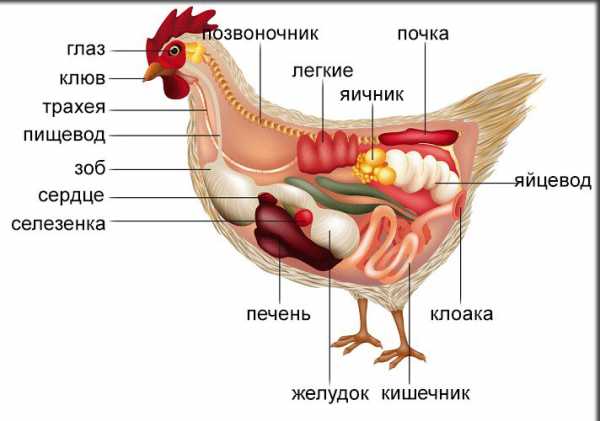 Органы Курицы Фото