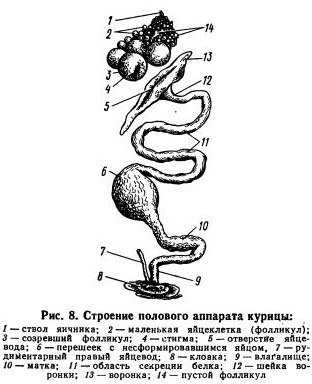 Строение петуха схема