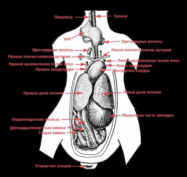 Рассмотри рисунок укажи название органов указанных цифрами и отметь к какой системе органов они